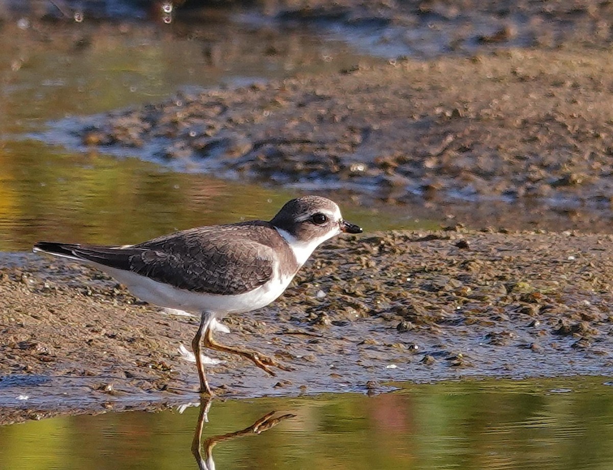 Semipalmated Plover - ML623919213