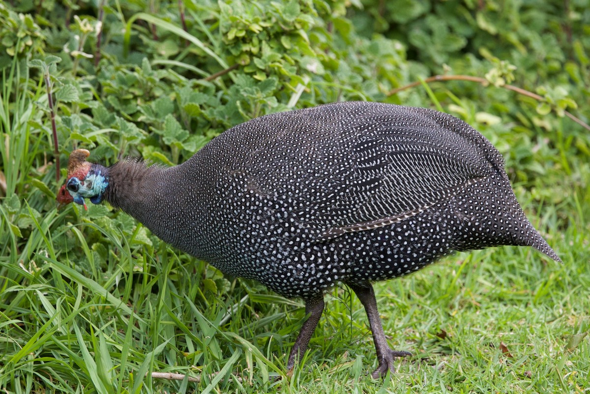 Helmeted Guineafowl - ML623919218