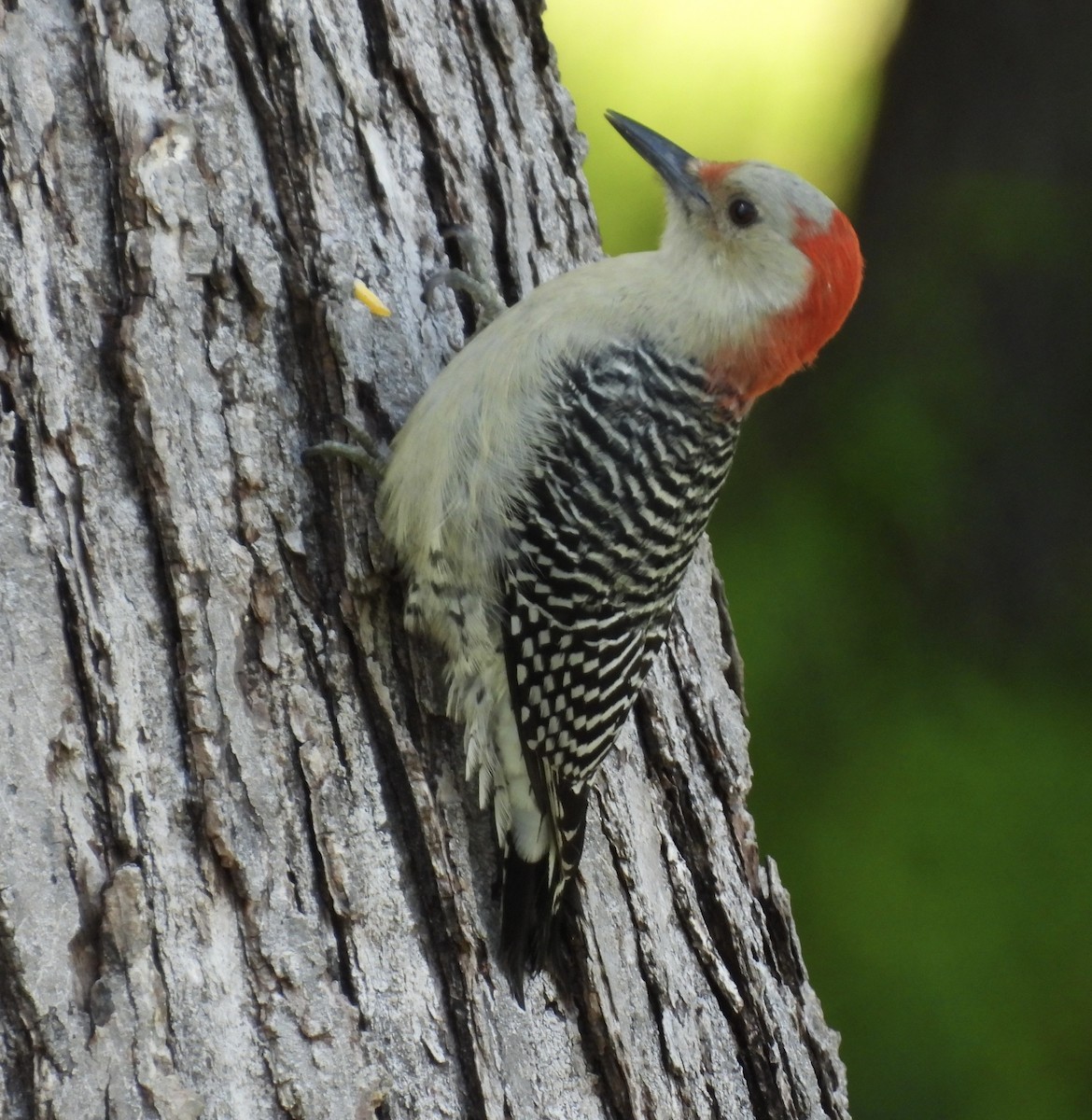 Red-bellied Woodpecker - ML623919233