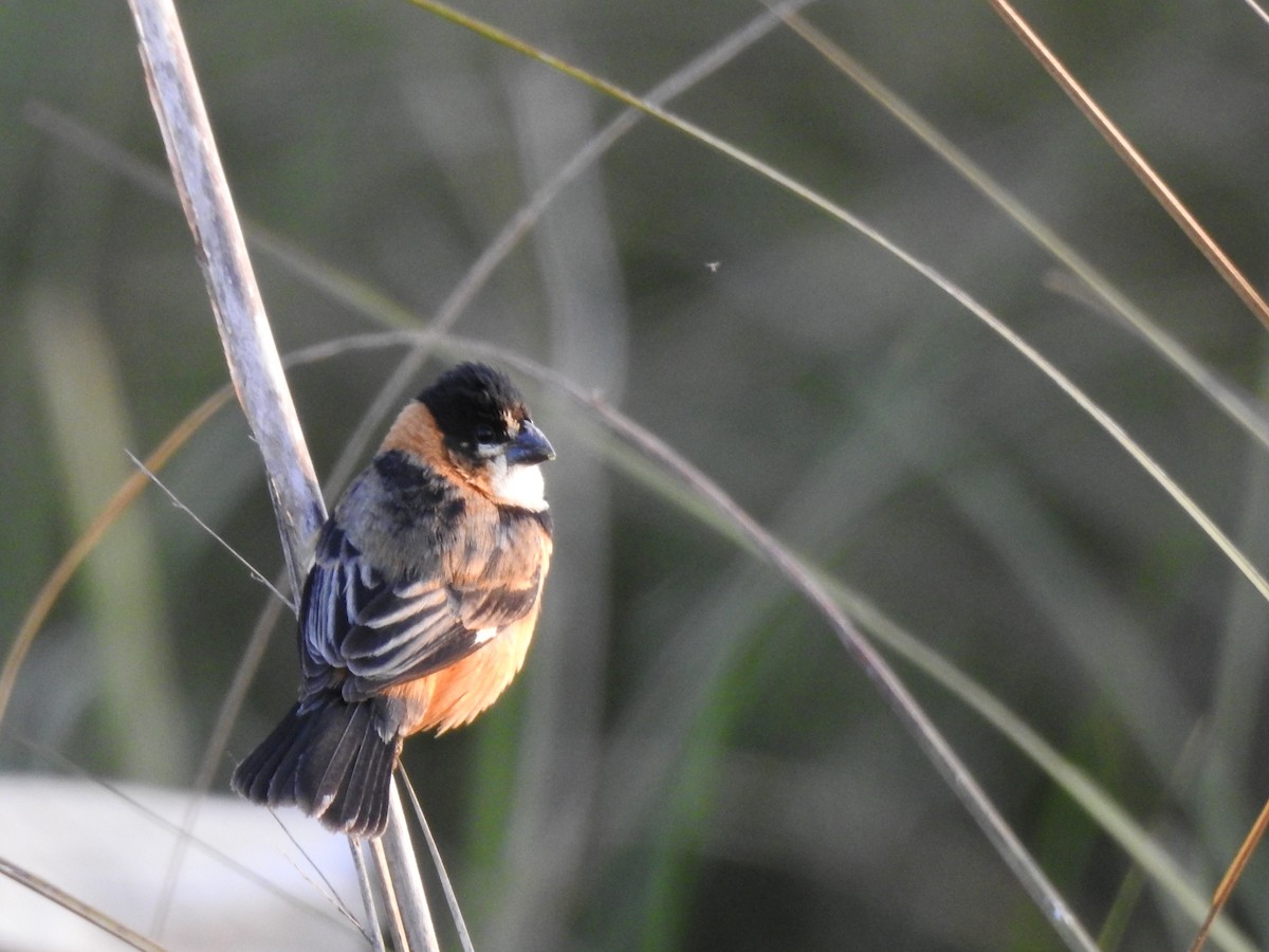 Rusty-collared Seedeater - ML623919241