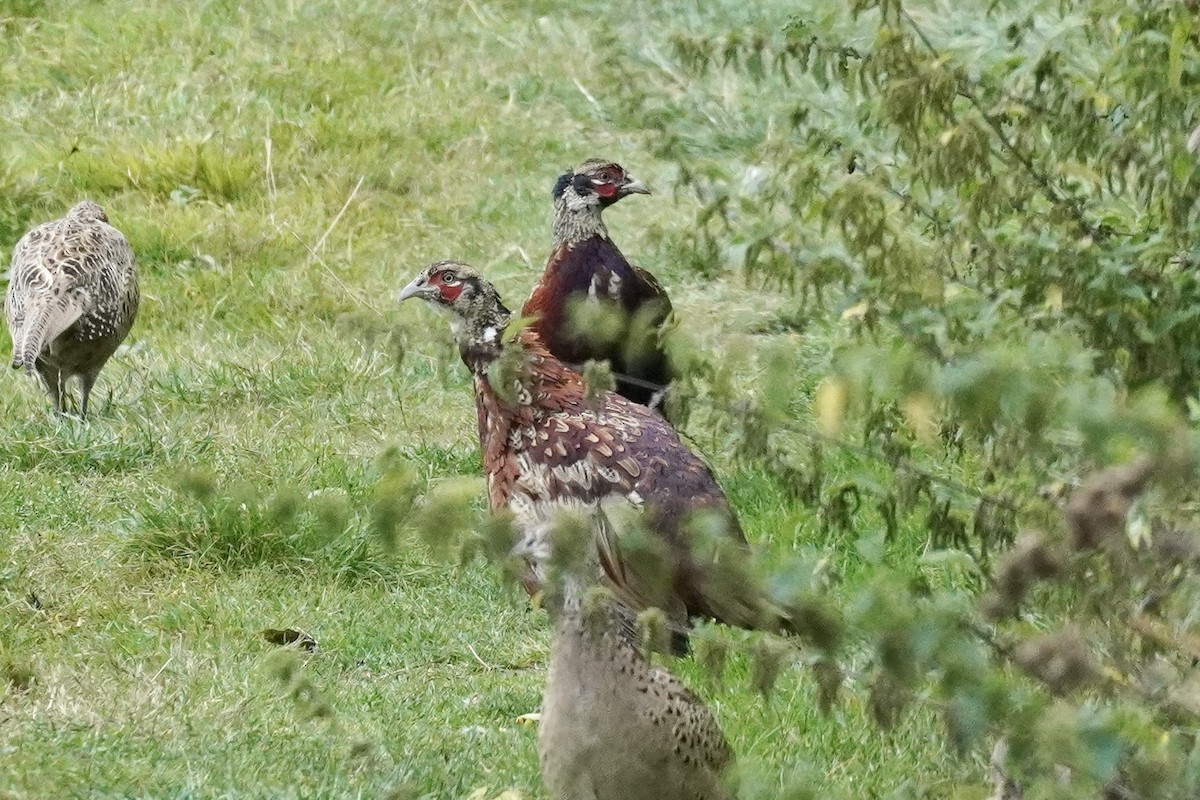 Ring-necked Pheasant - ML623919243