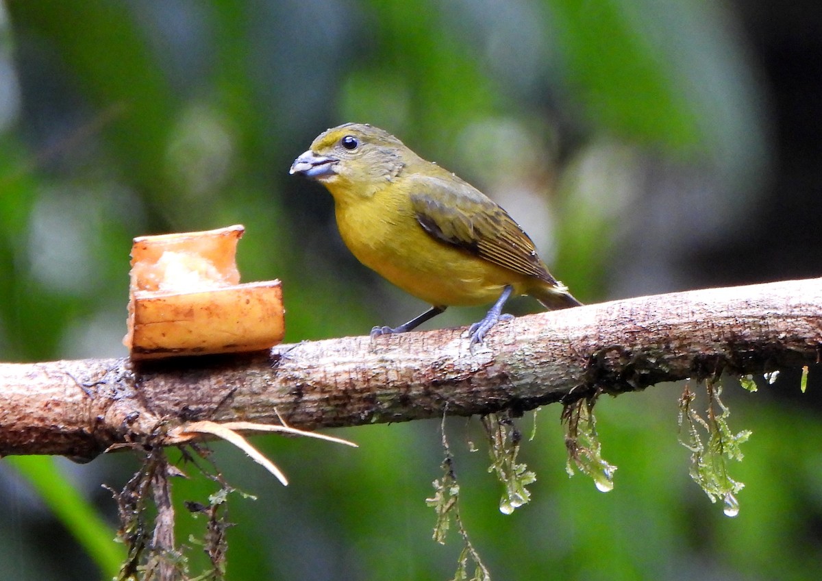 Thick-billed Euphonia - ML623919255