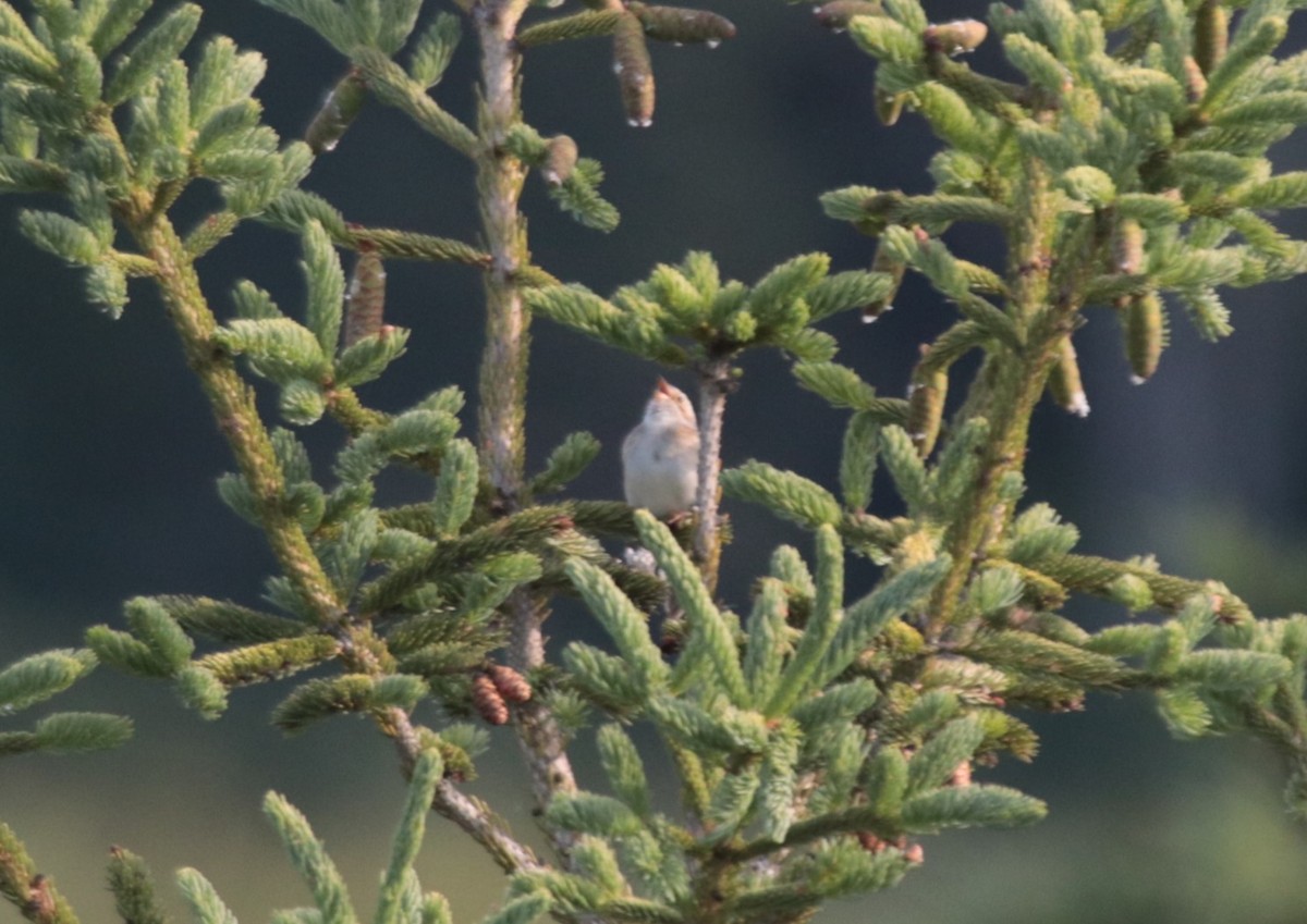 Clay-colored Sparrow - ML623919266