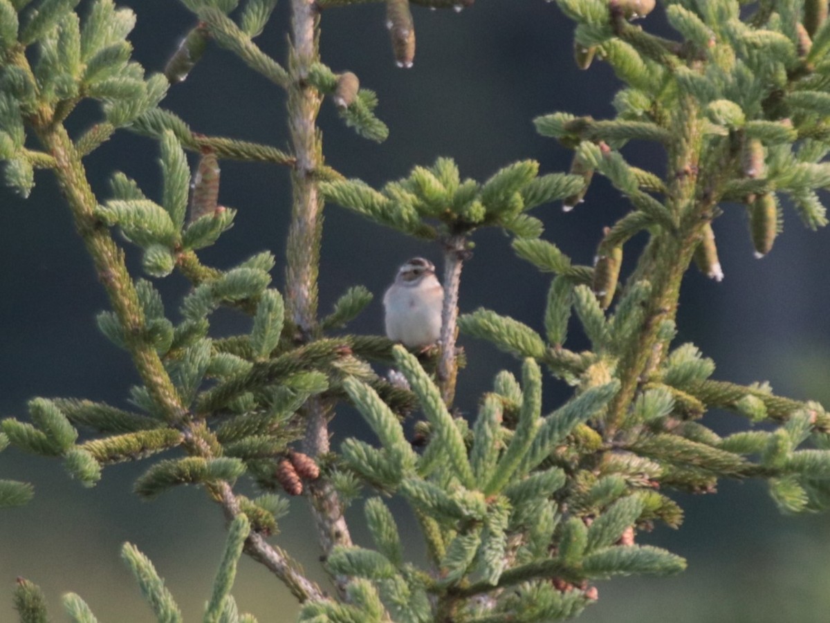 Clay-colored Sparrow - ML623919267