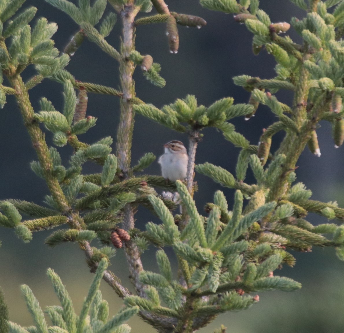 Clay-colored Sparrow - ML623919268