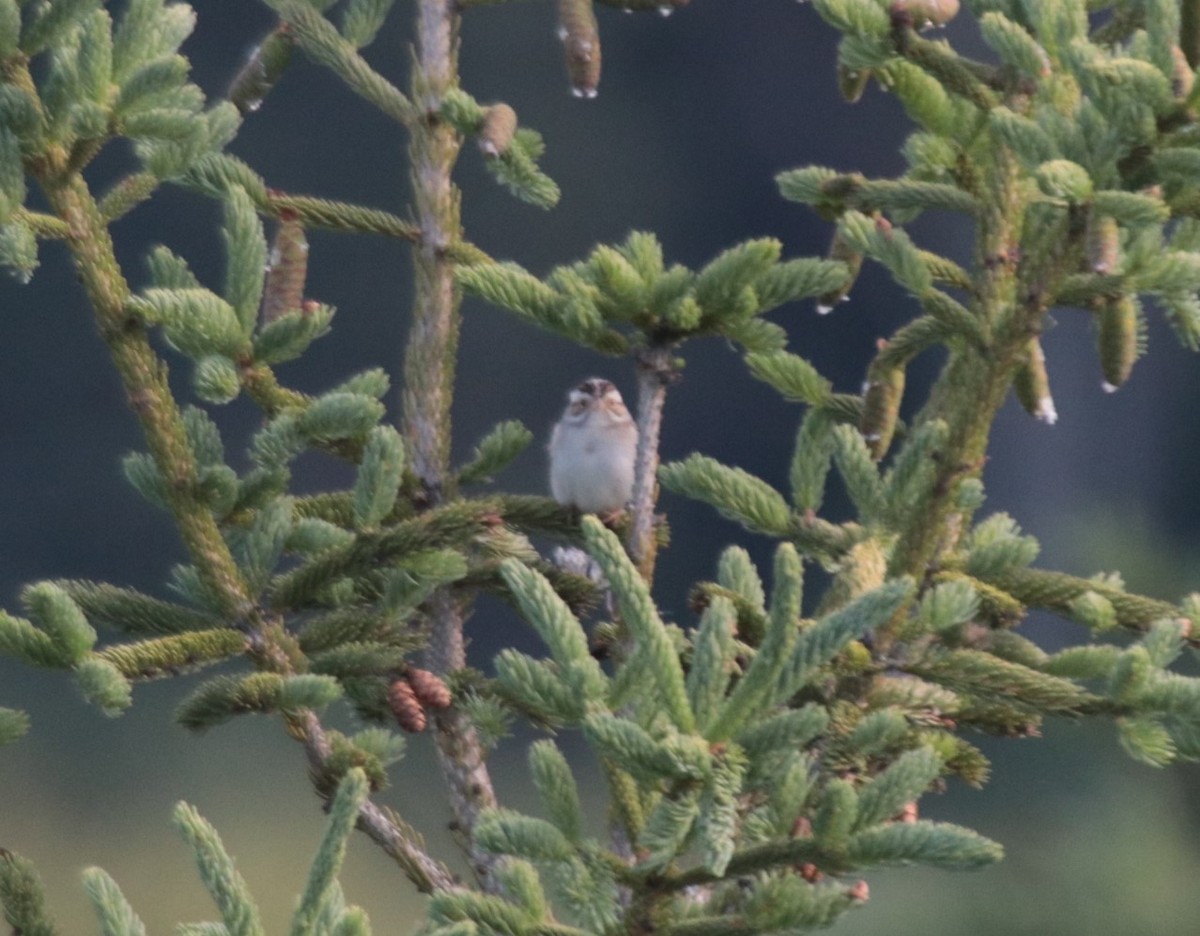 Clay-colored Sparrow - ML623919269