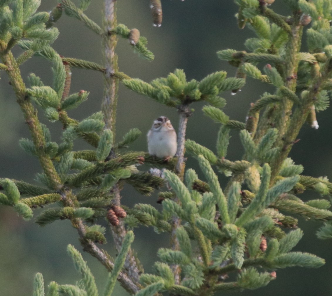 Clay-colored Sparrow - ML623919270