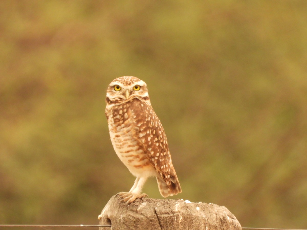 Burrowing Owl - ML623919299