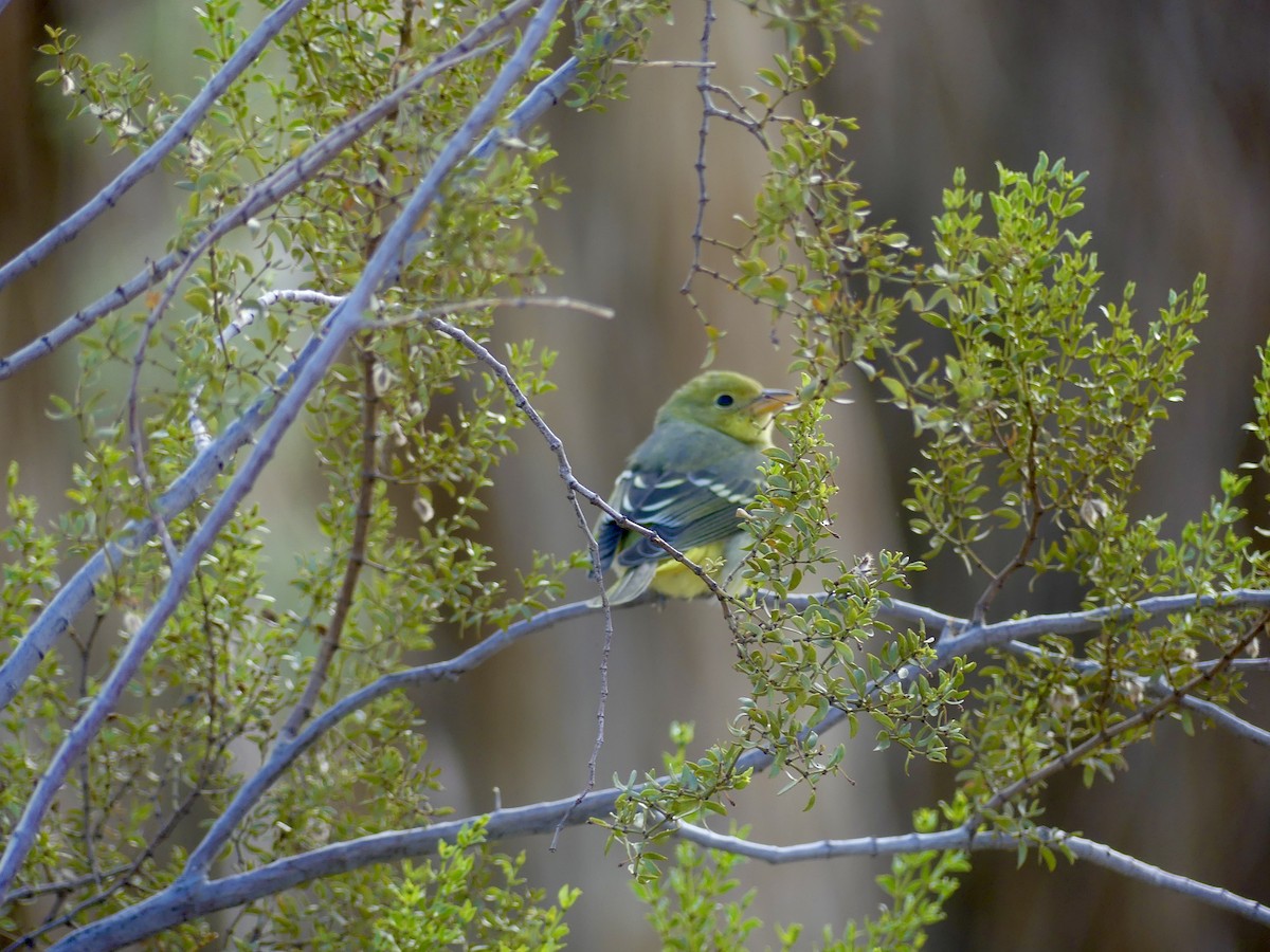 Western Tanager - Dennis Wolter