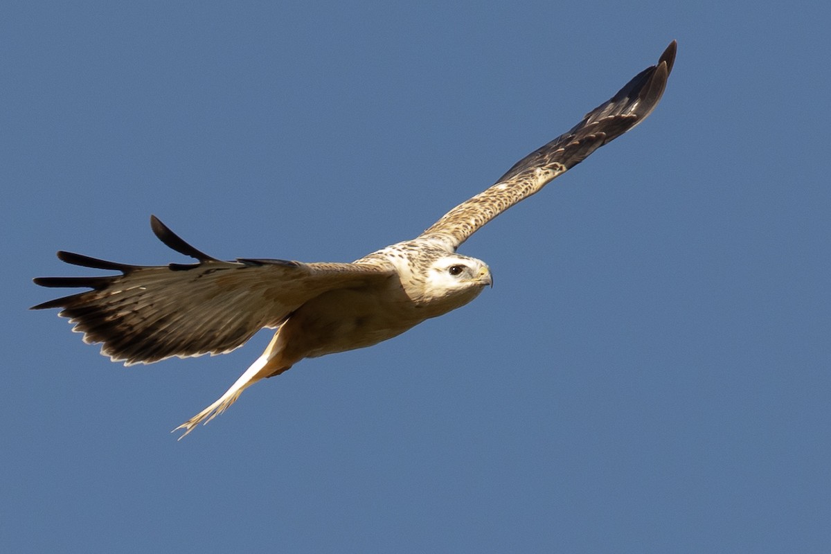 Common Buzzard - ML623919330