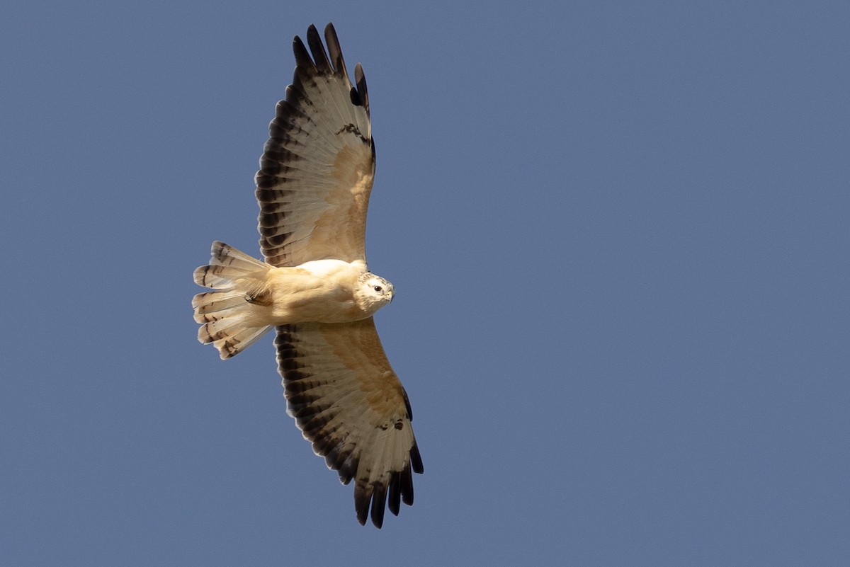 Common Buzzard - ML623919331