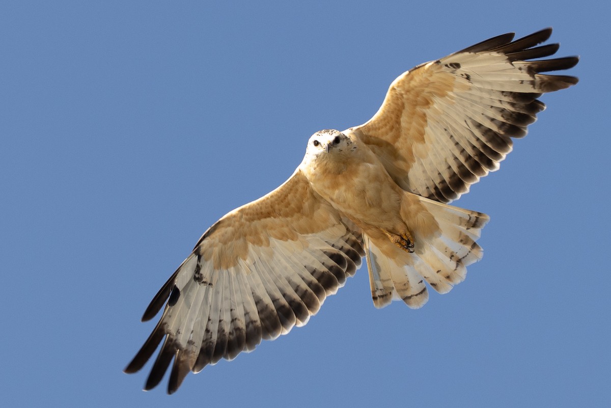 Common Buzzard - ML623919332