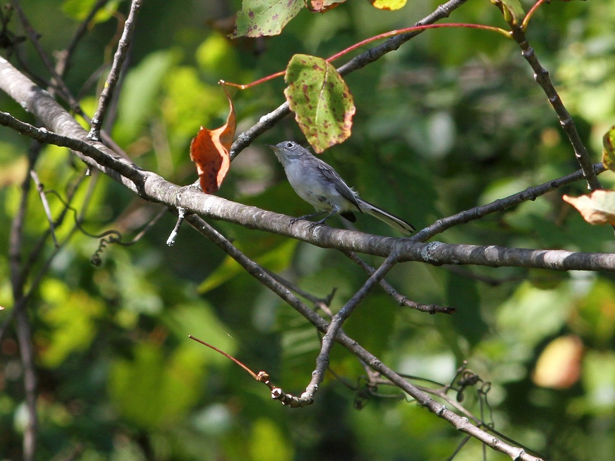 Blue-gray Gnatcatcher - ML623919345