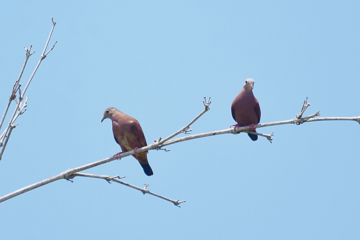 Ruddy Ground Dove - ML623919353