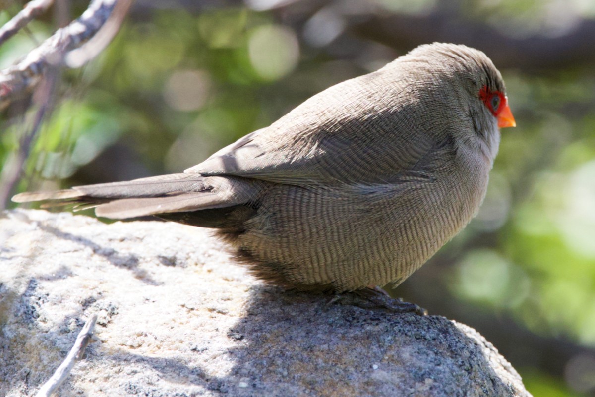 Common Waxbill - ML623919360