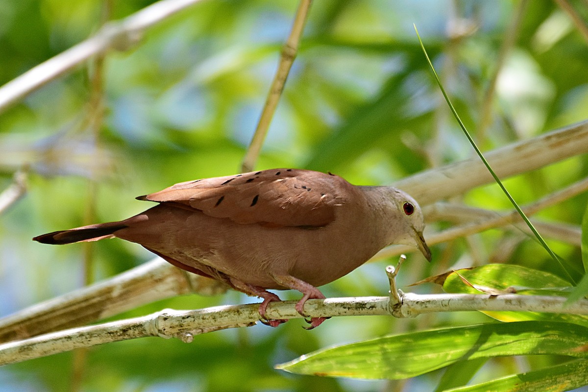 Ruddy Ground Dove - Marcelo Cuadrado