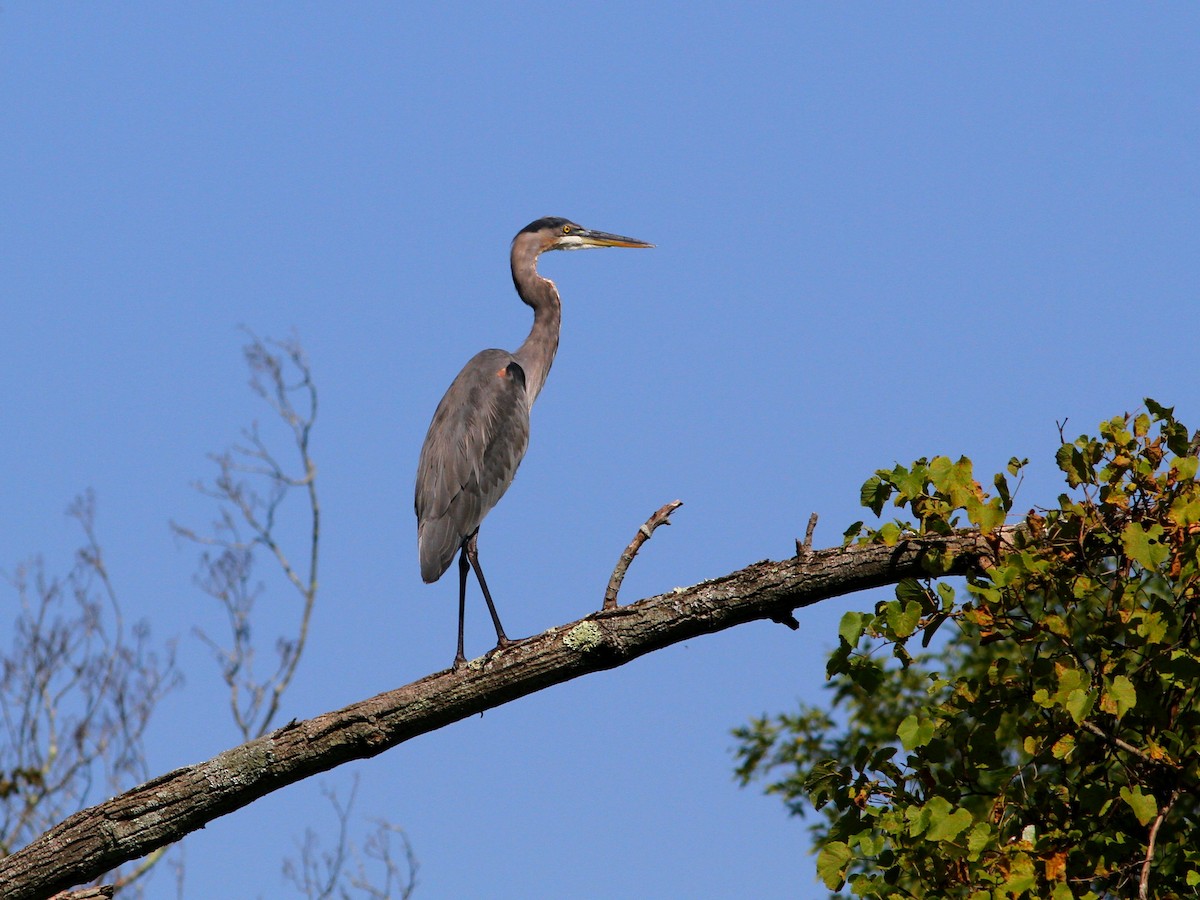 Great Blue Heron - ML623919368