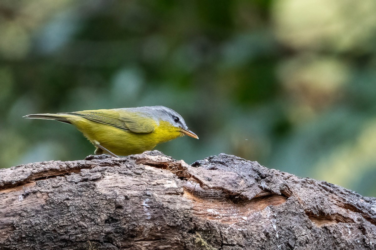 Gray-hooded Warbler - ML623919406