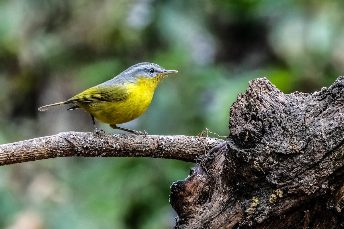 Gray-hooded Warbler - ML623919407