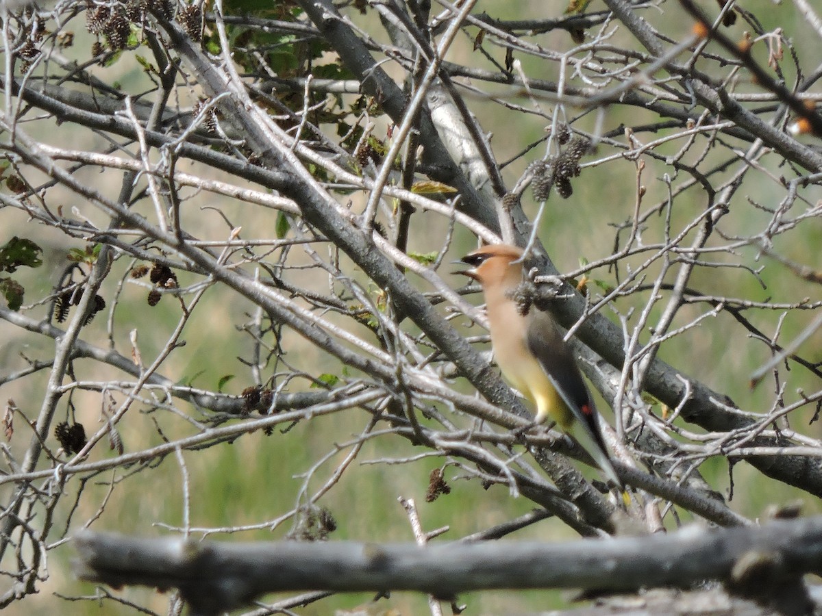 Cedar Waxwing - Adam Nelson