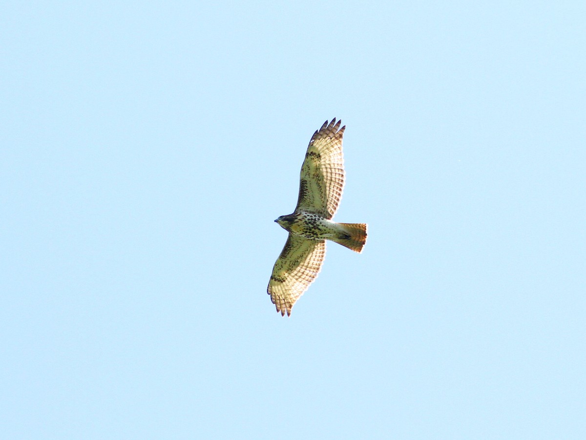 Red-tailed Hawk - ML623919429