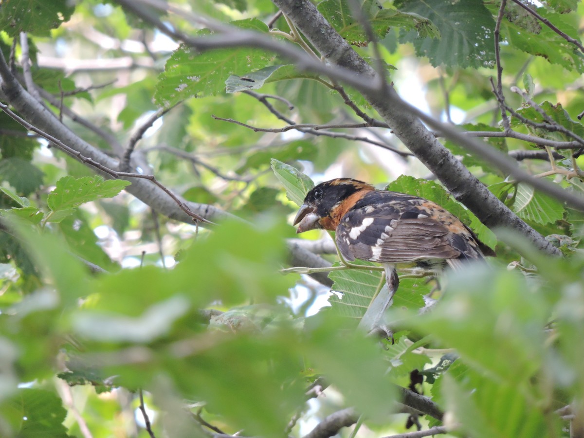 Black-headed Grosbeak - ML623919436