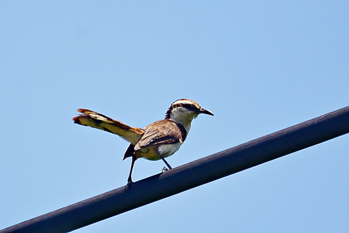 Bicolored Wren - ML623919439