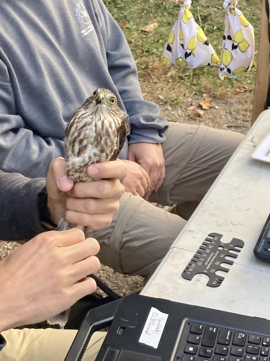 Sharp-shinned Hawk - Alex Pereschuk