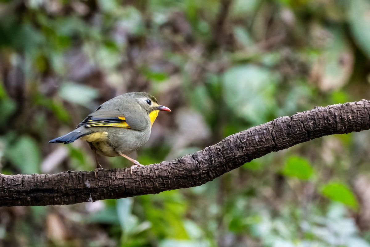 Red-billed Leiothrix - ML623919468