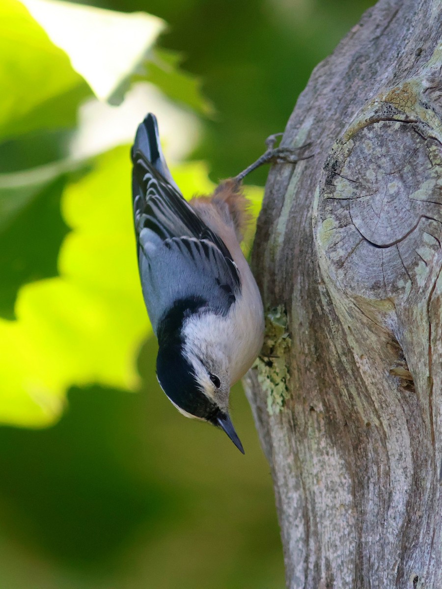 White-breasted Nuthatch - ML623919473