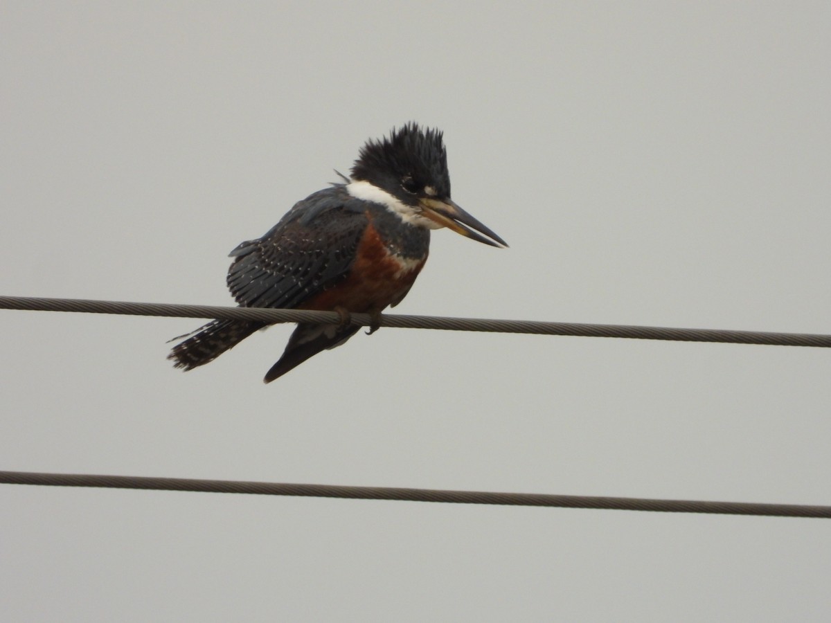 Ringed Kingfisher - ML623919481