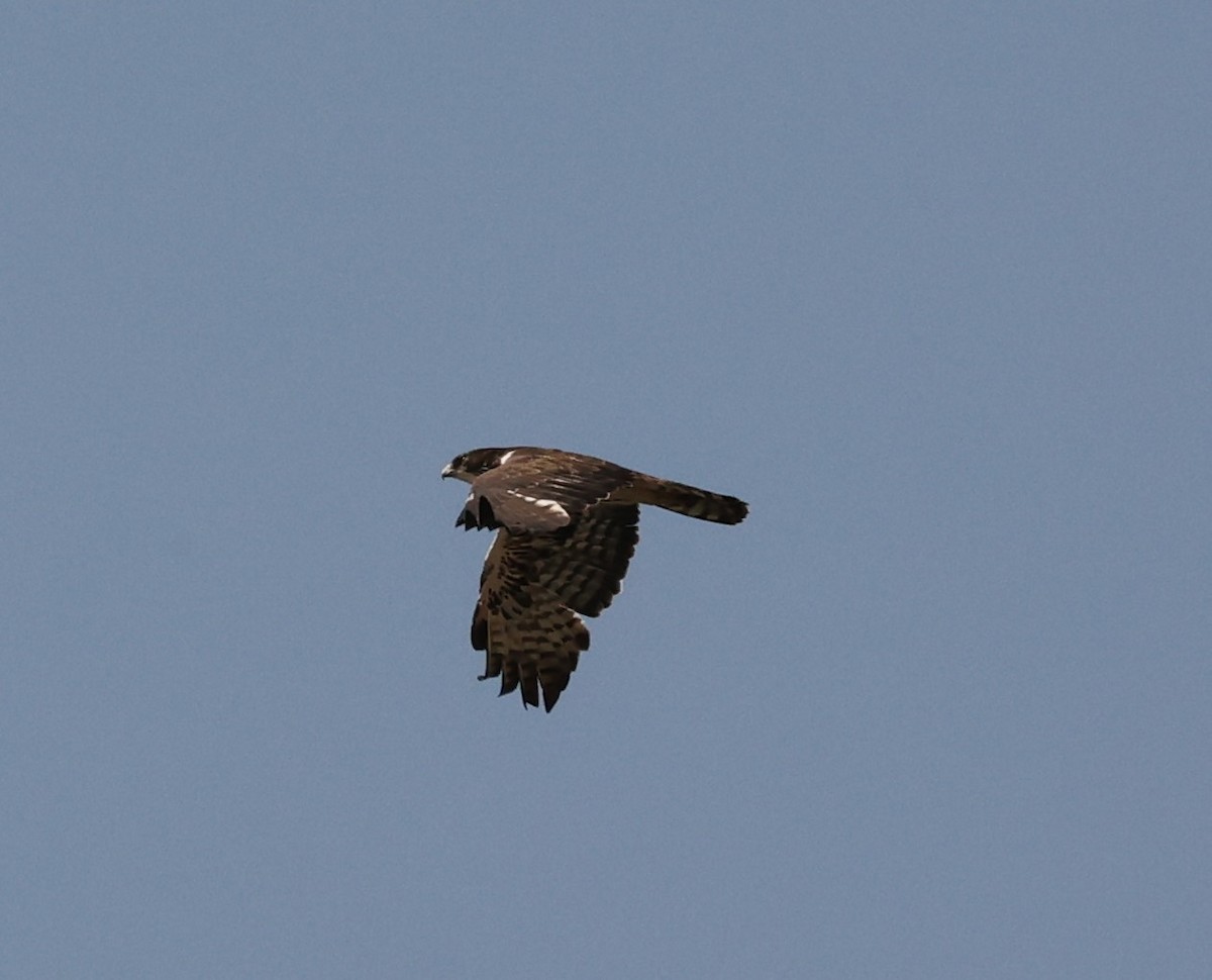 Ayres's Hawk-Eagle - ML623919489