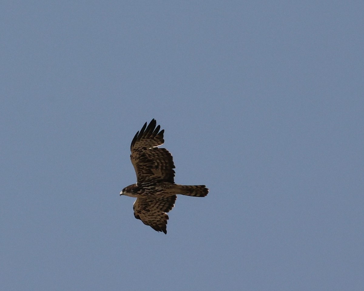 Ayres's Hawk-Eagle - ML623919490