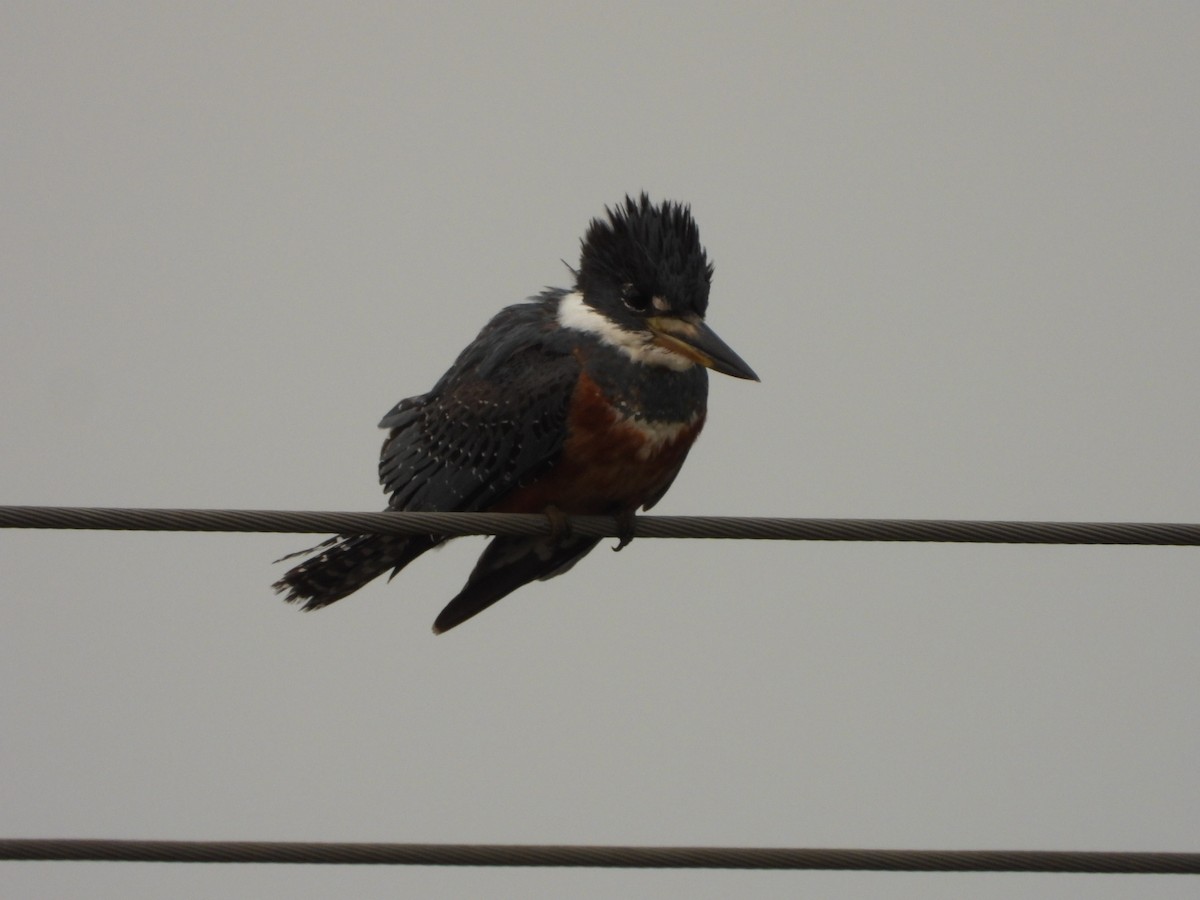 Ringed Kingfisher - ML623919509