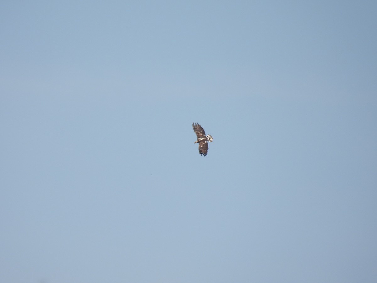 Bald Eagle - ML623919524