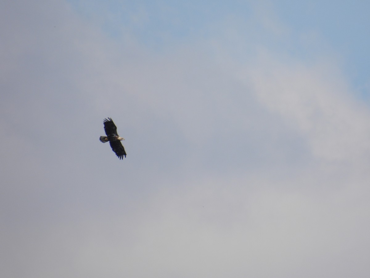 Bald Eagle - ML623919525