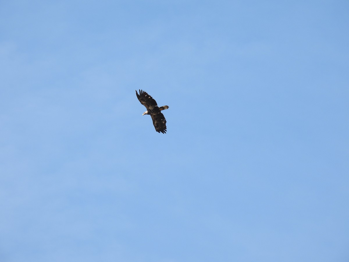 Bald Eagle - ML623919526