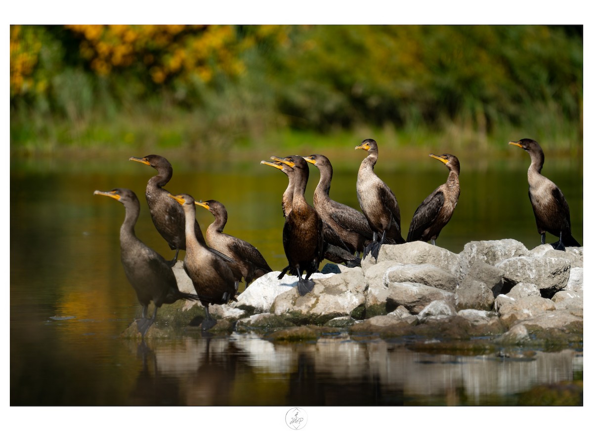 Double-crested Cormorant - ML623919534