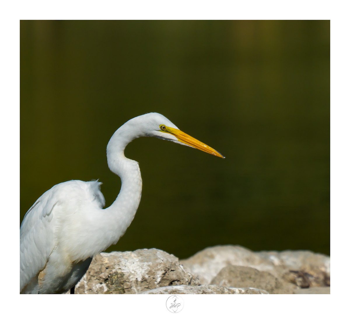 Great Egret - ML623919551