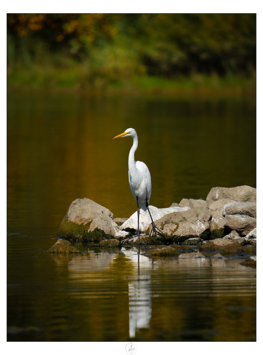 Great Egret - ML623919552