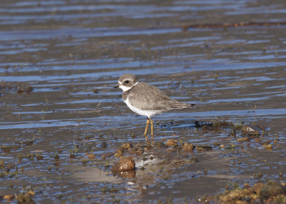 Semipalmated Plover - ML623919613