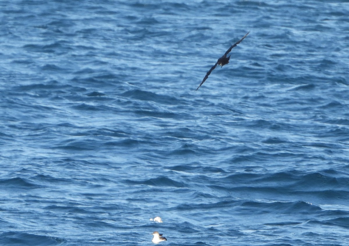 Puffinus sp. (black-and-white shearwater sp.) - ML623919629