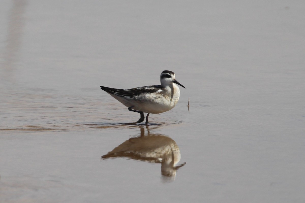 Red-necked Phalarope - ML623919643