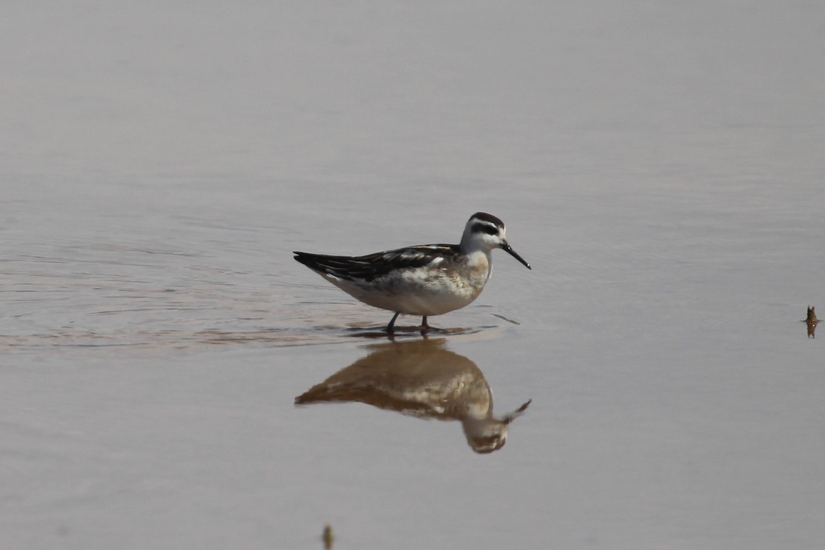 Red-necked Phalarope - ML623919645