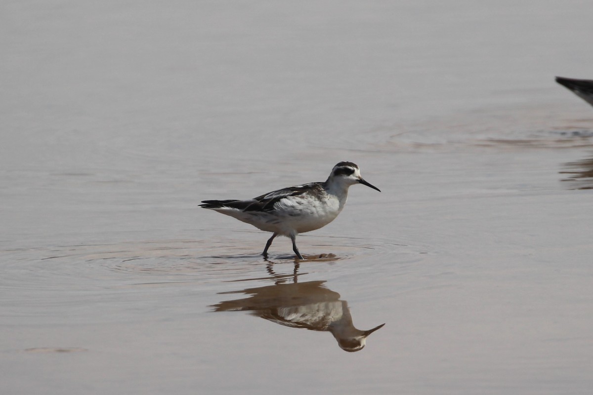 Red-necked Phalarope - ML623919646