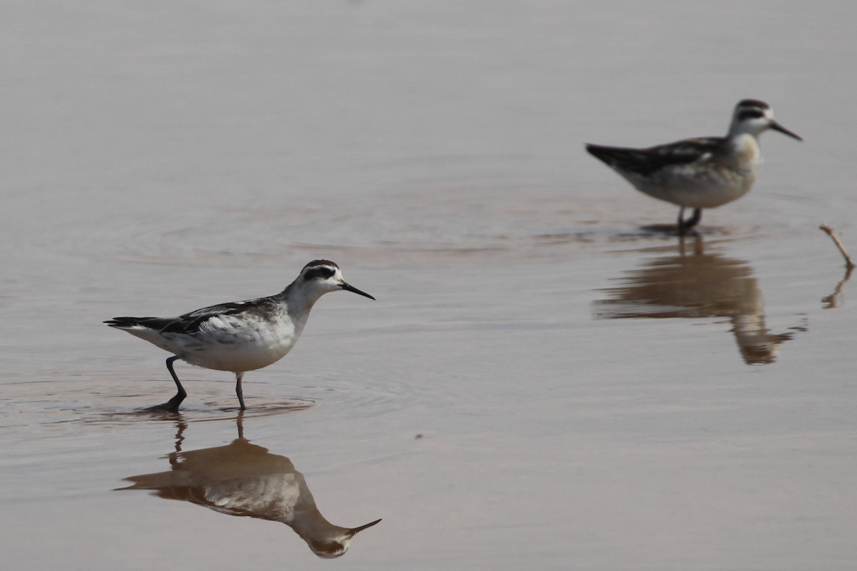 Red-necked Phalarope - ML623919647