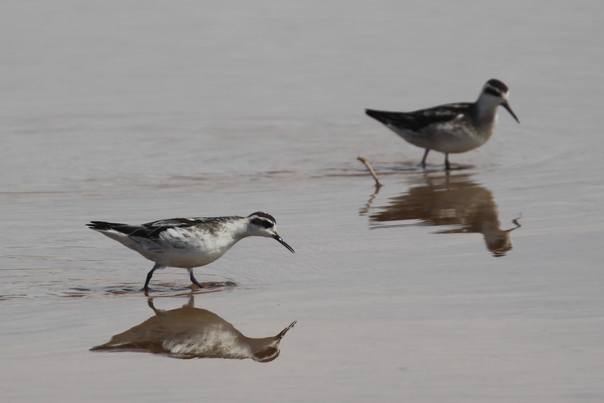 Red-necked Phalarope - ML623919648