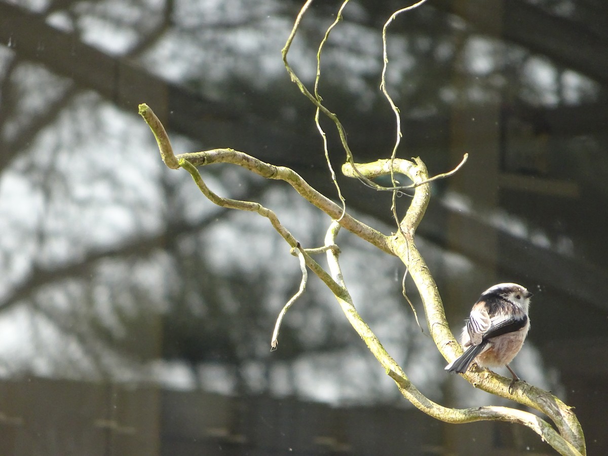 Long-tailed Tit - Stan Tendijck