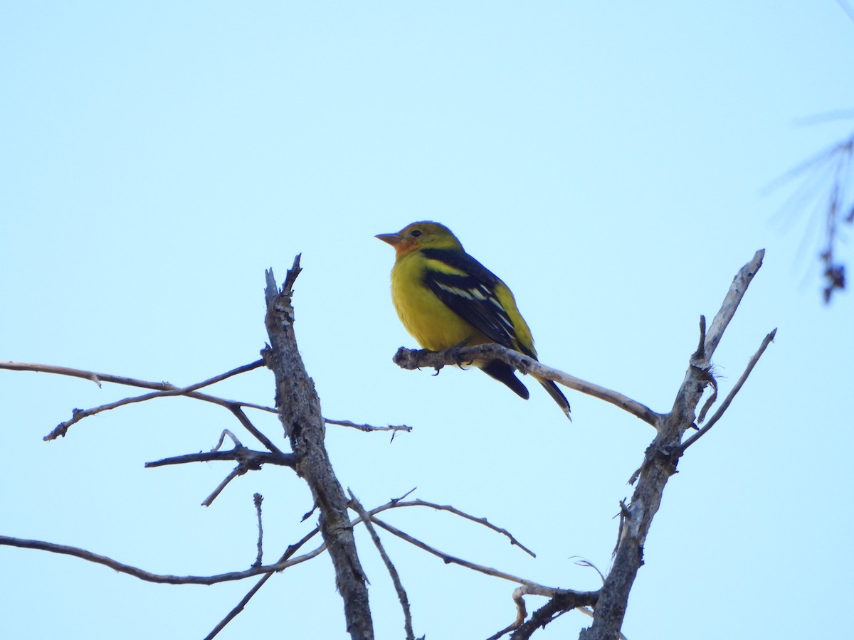 Western Tanager - Chris Weber