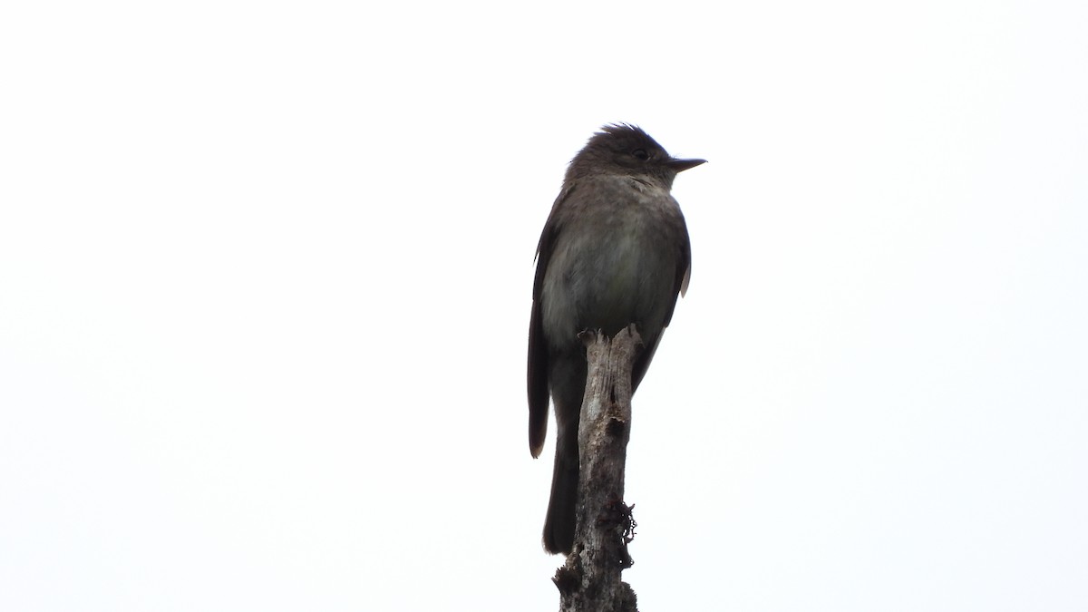 Dark Pewee - ML623919673